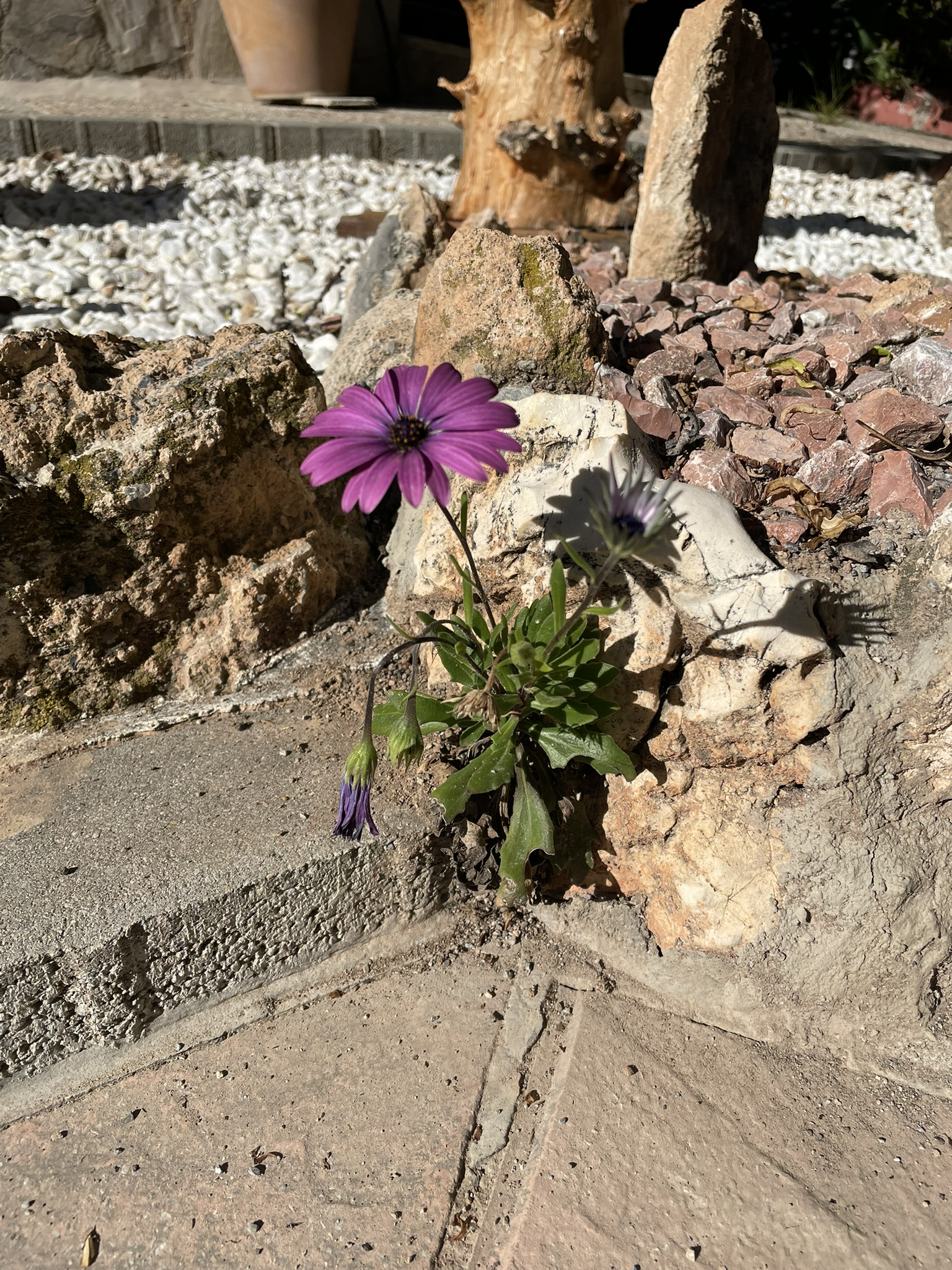 Flor